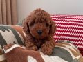 Safkan Red Brown Dişi Toy Poodle