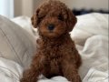 Red Brown Dişi Toy Poodle Yavrular