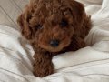 Red Brown Dişi Toy Poodle Yavrular