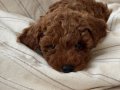 Red Brown Dişi Toy Poodle Yavrular
