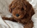 Red Brown Dişi Toy Poodle Yavrular