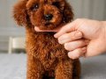 Red Brown Orjinal Toy Poodle Yavrular