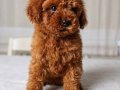 Red Brown Orjinal Toy Poodle Yavrular