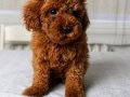 Red Brown Orjinal Toy Poodle Yavrular