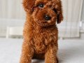 Red Brown Orjinal Toy Poodle Yavrular