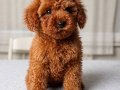 Red Brown Orjinal Toy Poodle Yavrular