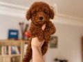 Ev Ortamında Sağlık Kontrollü Red Brown Poodle Yavrular