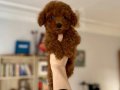Ev Ortamında Sağlık Kontrollü Red Brown Poodle Yavrular