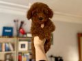 Ev Ortamında Sağlık Kontrollü Red Brown Poodle Yavrular