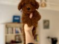 Ev Ortamında Sağlık Kontrollü Red Brown Poodle Yavrular
