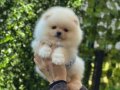 Teddy Bear Pomeranian Boo