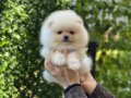 Teddy Bear Pomeranian Boo