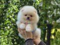 Teddy Bear Pomeranian Boo