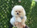 Teddy Bear Pomeranian Boo