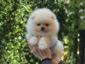 Teddy Bear Pomeranian Boo