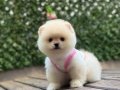 Oyuncak Boy Pomeranian Boo Kızımız
