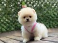 Oyuncak Boy Pomeranian Boo Kızımız