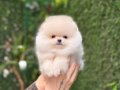 Teacup Kar Beyaz Pomeranian Boo