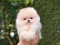 Teacup Kar Beyaz Pomeranian Boo
