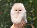 Teacup Kar Beyaz Pomeranian Boo