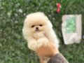 Teacup Kar Beyaz Pomeranian Boo