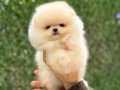 Teacup Kar Beyaz Pomeranian Boo