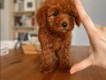 Oyuncak Surat Red Brown Toy Poodle 