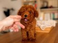 Oyuncak Surat Red Brown Toy Poodle 