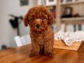 Oyuncak Surat Red Brown Toy Poodle 