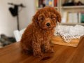 Oyuncak Surat Red Brown Toy Poodle 