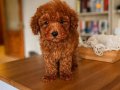 Oyuncak Surat Red Brown Toy Poodle 