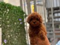 Orjinal Red Brown Toy Poodle Yavrular