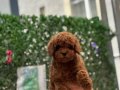Orjinal Red Brown Toy Poodle Yavrular