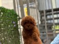 Orjinal Red Brown Toy Poodle Yavrular