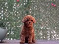 Red Brown Toy Poodle Yavrular