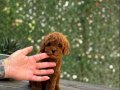 Red Brown Toy Poodle Yavrular