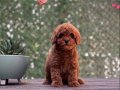 Red Brown Toy Poodle Yavrular