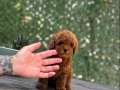 Red Brown Toy Poodle Yavrular