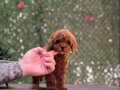 Red Brown Toy Poodle Yavrular