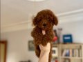 Sağlık garantili Red Brown Toy Poodle Yavrular 