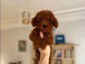 Sağlık garantili Red Brown Toy Poodle Yavrular 