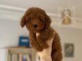 Sağlık garantili Red Brown Toy Poodle Yavrular 