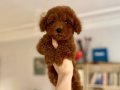 Sağlık garantili Red Brown Toy Poodle Yavrular 