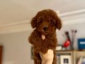 Sağlık garantili Red Brown Toy Poodle Yavrular 