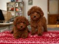 3 aylık Ped Eğitimli Toy Poodle Yavrular 