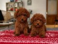 3 aylık Ped Eğitimli Toy Poodle Yavrular 
