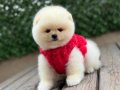 Orjinal Ayıcık Surat Pomeranian Boo Yavrular 