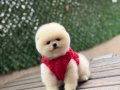 Orjinal Ayıcık Surat Pomeranian Boo Yavrular 