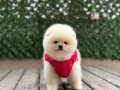 Orjinal Ayıcık Surat Pomeranian Boo Yavrular 