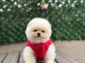 Orjinal Ayıcık Surat Pomeranian Boo Yavrular 